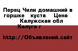 Перец Чили домашний в горшке 2 куста  › Цена ­ 500 - Калужская обл., Калуга г.  »    
